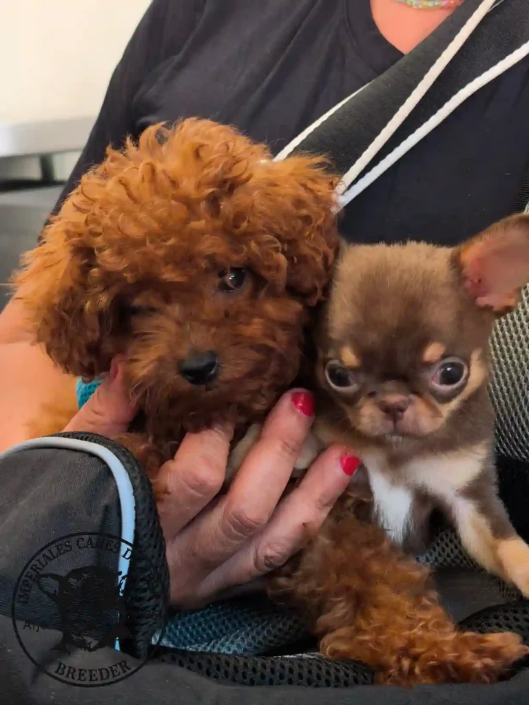 cria de cachorros de razas